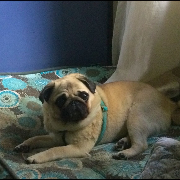 Posh Ambassador II - Welcome! - Picture 3 of 14